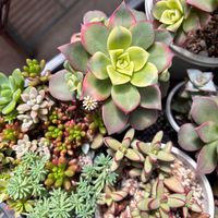 夕映え,多肉植物,紅葉（こうよう）,多肉植物のある暮らし,多肉と暮らすの画像