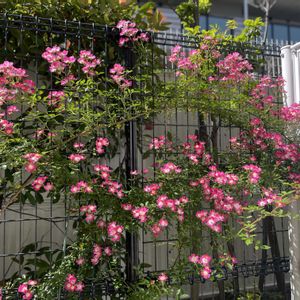 ガーデニング,まだまだ初心者,小さな庭の画像