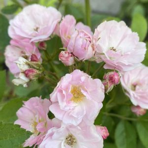 ミニバラ・春がすみ,うどん県人会,うどん県西支部,小さいお花大好き協会,ミニバラ春がすみの画像