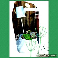 寄せ植え,サボテンの花の画像