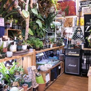 多肉植物,ウラボシ科,ビカクシダ属,食中植物,塊根の画像