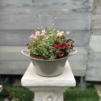 寄せ植え,ガーデニング,今日の一枚,花のある暮らし,お花の定期便の画像