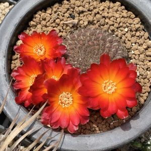 サボテン,開花,サボテンの花,ビニールハウス,オレンジ色の花の画像