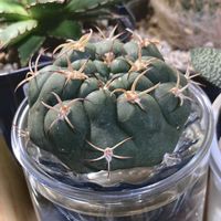 サボテン,ギムノカリキウム ゼガラエ,サボテン水耕栽培,お気に入りのサボテン,リビング・ダイニングの画像