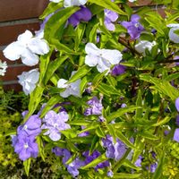 ユスラウメ,花のある暮らし,ミッチの会,ガザニア＊,♡ニオイバンマツリの画像
