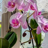 胡蝶蘭,出窓,可愛い,季節の花,花が好き♡の画像
