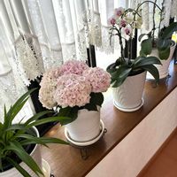 オリヅルラン,コットンキャンディ,コットンキャンディ,ブラシの木の花,ミニ胡蝶蘭、ミディ胡蝶蘭の画像