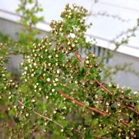 ユキヤナギ,庭の画像