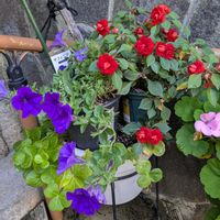 ゼラニウム,マリゴールド,挿し木から成長,嬉しい❤️,大好き♥️の画像