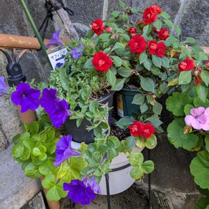 ゼラニウム,マリゴールド,挿し木から成長,嬉しい❤️,大好き♥️の画像