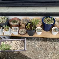 アマドコロ,花桃,多肉植物,ホスタ,もらいものの画像