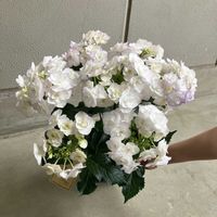 アジサイ,ハイドランジア,ハイドランジア,紫陽花,紫陽花　光雲の画像