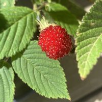 ラズベリーの画像