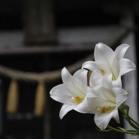 テッポウユリ,神社,自生の画像
