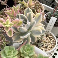 マカベニア錦,多肉植物,多肉寄せ植え,多肉棚,多肉植物のある暮らしの画像