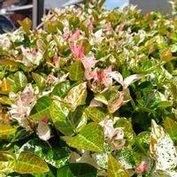 ハツユキカズラ,ハツユキカズラ,ハツユキカズラのお花,ハツユキカズラのお花,テイカカズラのお花の画像