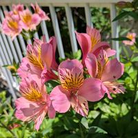 アルストロメリア,プランター,お花のある暮らし,小さな庭の画像