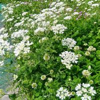 クローバー,クローバー,オルレア,宿根バーベナ,ナゾの植物の画像
