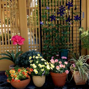 軒下,花のある暮らし,玄関アプローチの画像