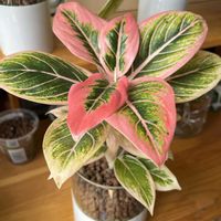 アグラオネマ,サトイモ科,観葉植物,ハイドロカルチャー,アグラオネマ属の画像