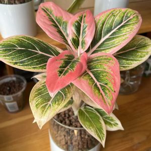 アグラオネマ,サトイモ科,観葉植物,ハイドロカルチャー,アグラオネマ属の画像