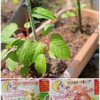 ナニワイバラ,芍薬の蕾,癒し,ほっこり笑顔に,薔薇「デンティベス」の画像