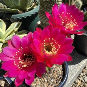 ソエレンプシス,多肉植物,鉢植え,サボテンの花,月曜日の画像
