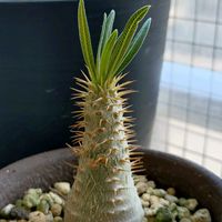 グラキリスの画像