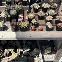 多肉植物,無人販売所の画像