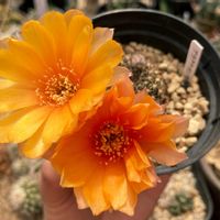 サボテン,アラクナカンサ,多肉植物,ロビビア属の画像
