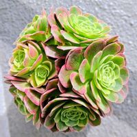 アエオニウム 属,アエオニウム　ミルクホワイト,多肉植物,かわいい,ベランダの画像