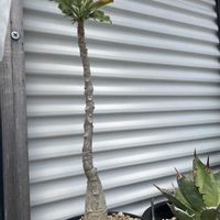 ウンカリーナ ルーズリアナ,塊根植物,コーデックス,棒の日,ウンカリーナ属の画像