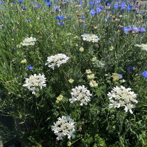 オルレア,矢車草,花壇,広い庭,テラスの画像