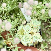 ガザニア,ペレスデラロサエ,多肉植物,癒し,植物のある暮らしの画像