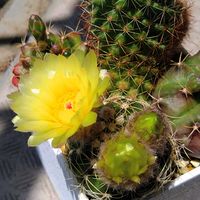 すみれ丸,多肉植物,春が来た❣️,ノトカクタス属,ベランダの画像