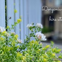 ロータス ブリムストーン,癒しのお花,愛の花♡,ありがとうの花❣️の画像