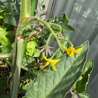 ミニトマト,ジャングルトマト,咲いた！,実がなる,家庭菜園の画像