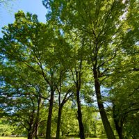 ケヤキ,ケヤキ,新緑,砧公園の画像