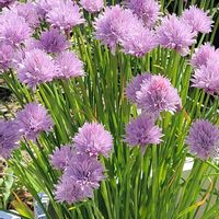 チャイブ,ノイバラ,桐の花,ユウゲショウ,タチヤナギの画像