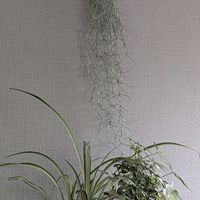 シェフレラ,オリヅルラン,エアプランツ ウスネオイデス,植物のある暮らし,❤️いいね、ありがとうの画像