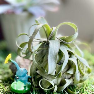 ストレプトフィラ,ストレプトフィラ,ガルドネリー,チランジア ストレプトフィラ,セネシオ・スタペリフォルミスの画像
