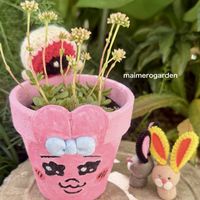 ピンクブラッシュ,紅稚児(べにちご),いちごみるくさんのおぱんちゅ鉢,寄せ植え,多肉植物の画像