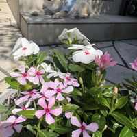 ニチニチソウ,ニチニチソウ フェアリースター,カリブラコア セレブレーション,フェアリースター ピンクウィズアイ,八重咲きニチニチソウ サニープリンセスの画像