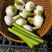 ニンニク,にんにく栽培,家庭菜園,庭,その他エクステリアの画像