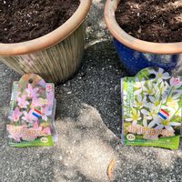 ゼフィランサス,ハブランサス,鉢植え,今日の一枚,庭の画像