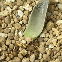 ハオルチア,ナイルの一滴,多肉植物,葉挿し,ハオルチア属の画像