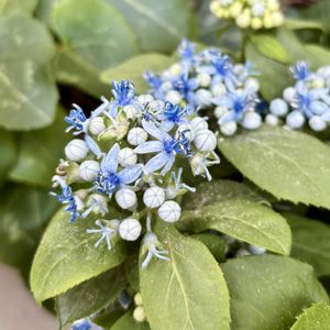常山アジサイ,常山アジサイ,かわいい,散歩,切り花の画像