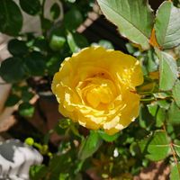 ミニバラ　トゥルーブルーム　グローリー,鉢植え,明るい日陰,プランター,ガーデニング初心者の画像