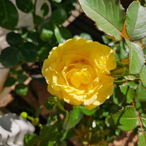 ミニバラ　トゥルーブルーム　グローリー,鉢植え,明るい日陰,プランター,ガーデニング初心者の画像