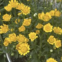 バラ,クリサンセマム,オルレア,パセリ,千鳥草の画像